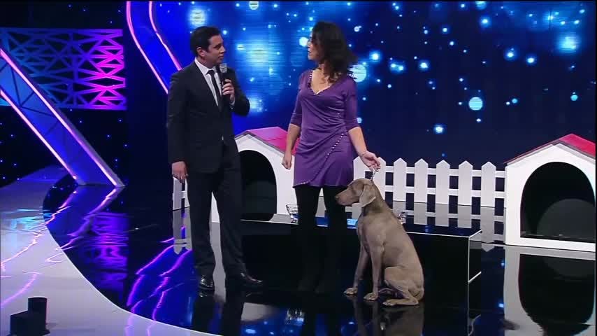 Competir con perro | Apuesto por ti