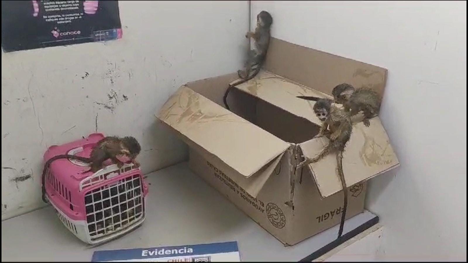 Rescatan a cinco monos bebés.