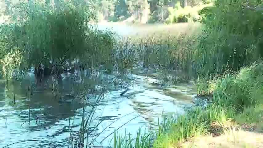 Laguna Grande de San Pedro de la Paz contaminada por aguas servidas