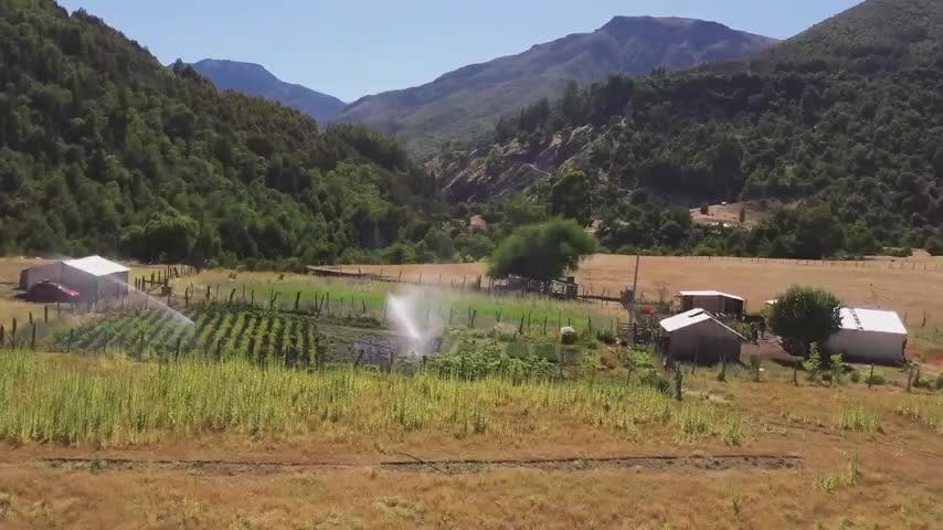 Aseguran producción de hortalizas en el Valle del Queuco