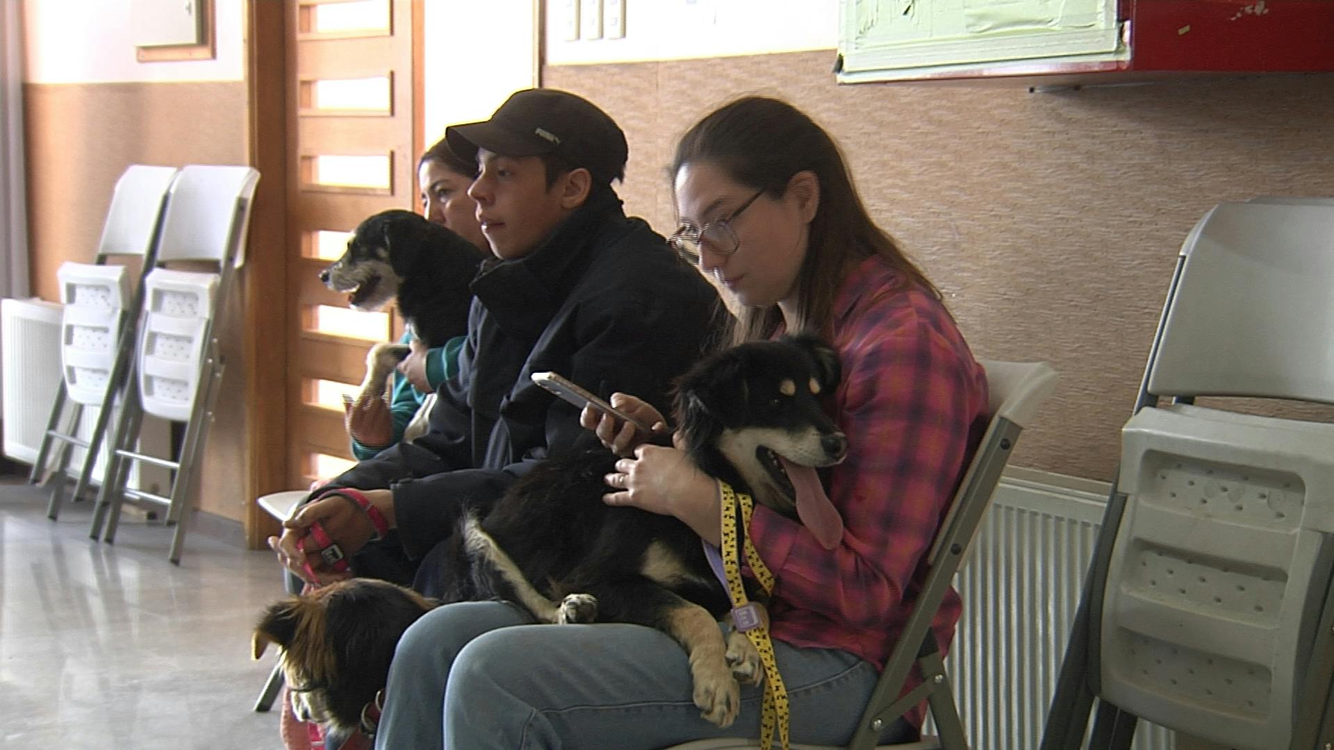 Esterilización Mascotas