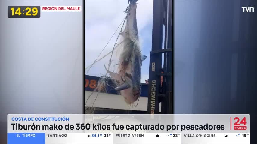 Un gigantesco tiburón fue encontrado en la red de una embaracación en Constitución