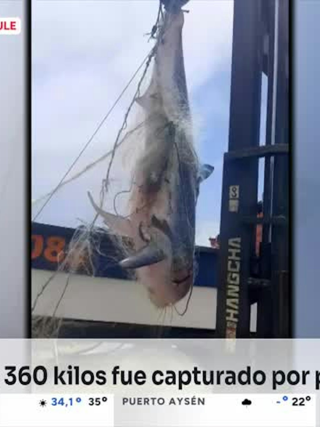 Un gigantesco tiburón fue encontrado en la red de una embaracación en Constitución
