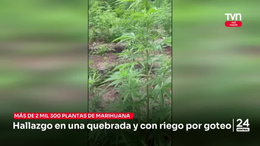 Más de 2 mil plantas de marihuana fueron encontradas en una quebrada en Licantén