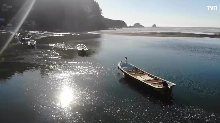 Erizos de mar | Chile Conectado
