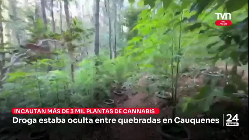 Más de 3 mil plantas de cannabis fueron incautadas en Cauquenes