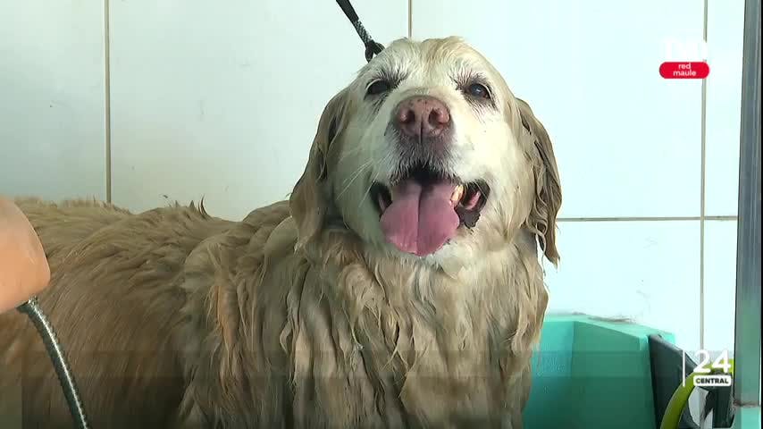 ¿Cómo funcionará la ordenanza municipal de tenencia responsable de mascotas?