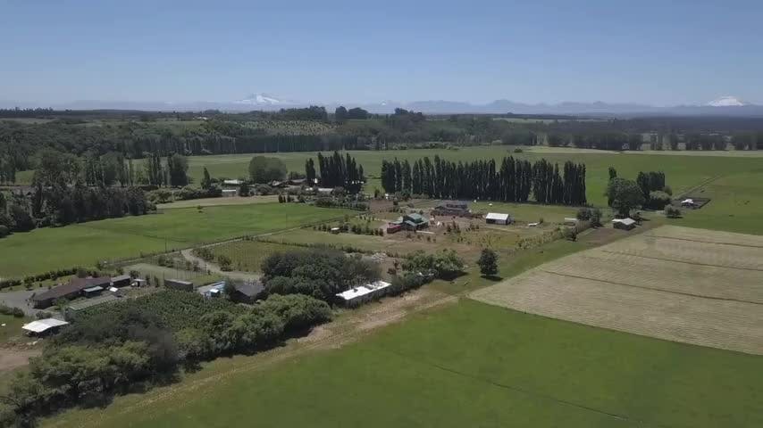 Fiesta del Trigo en Mulchén
