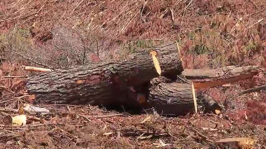 Cortan 60 árboles nativos desde el parque nacional Nonguén