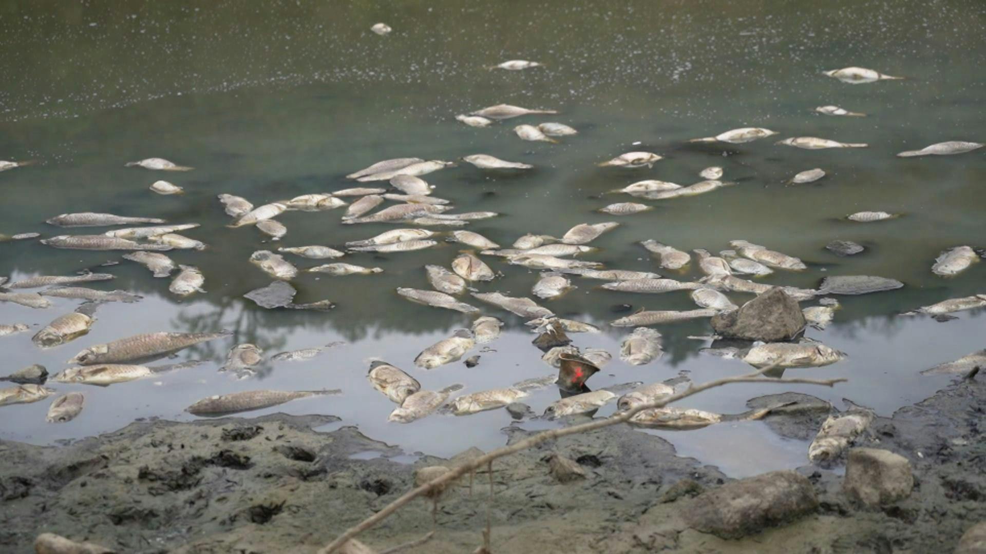 Aparecen centenares de peces muertos en tranque de Quilpué