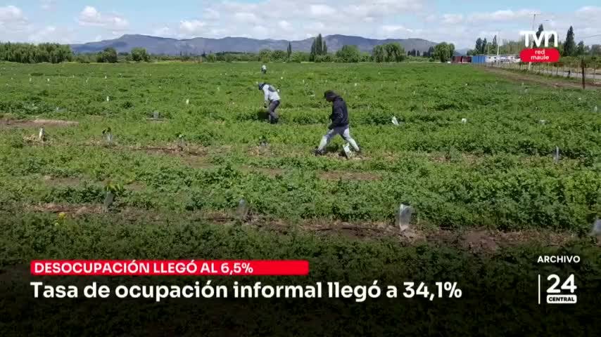 A un 6,5% llegó la desocupación en el Maule en trimestre octubre- diciembre 2023 según el INE