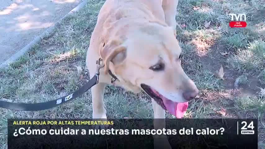 ¿Cómo cuidar a nuestras mascotas del calor?