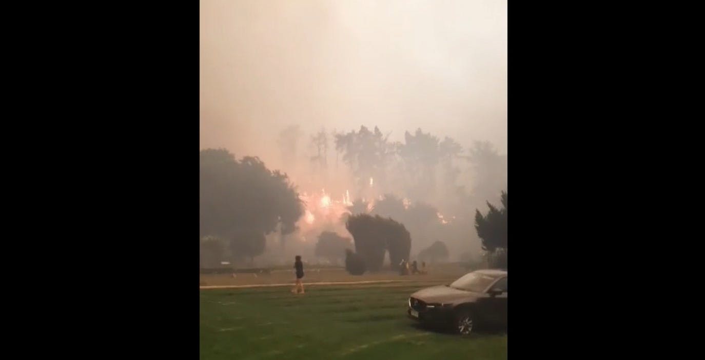 Un daño irreversible: Jardín Botánico de Viña del Mar destruido en su totalidad 