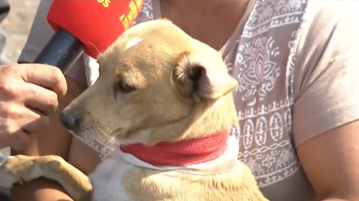 Curly, el perrito que ayudó a resguardar a su humano durante incendio