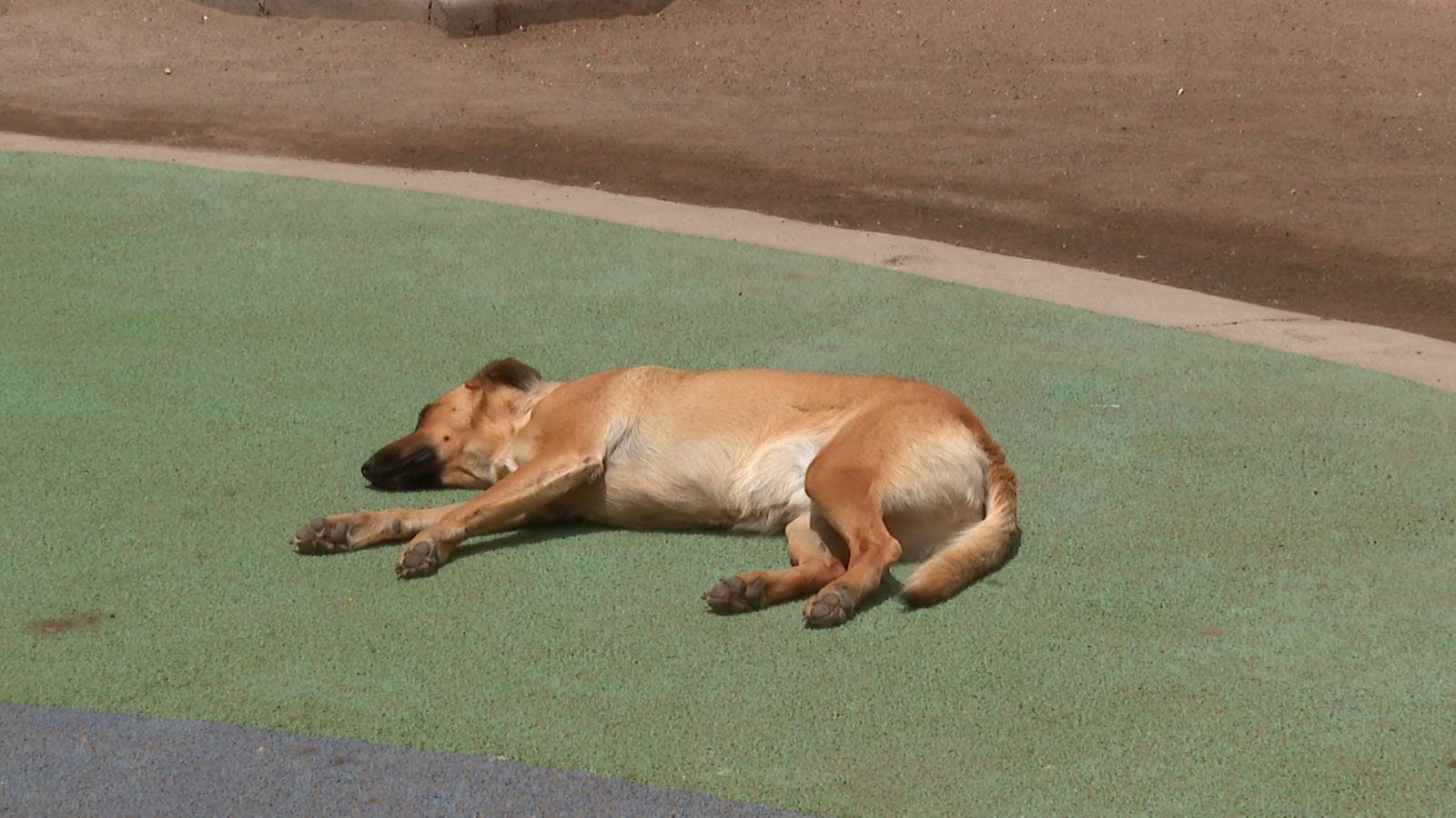 Síntesis regional de noticias: Multas por tenencia irresponsable de mascotas