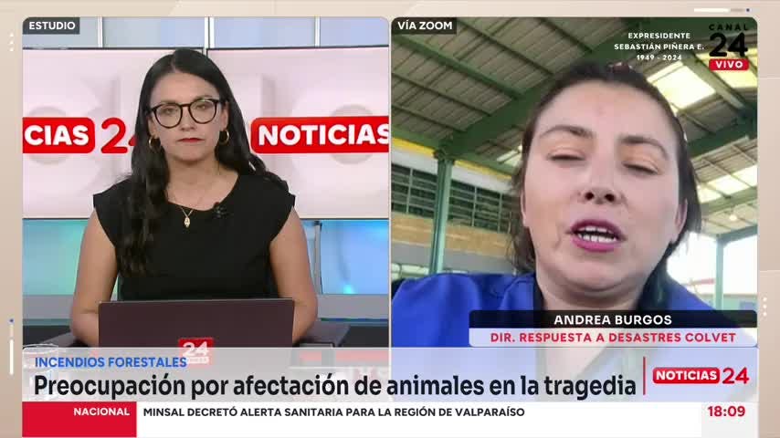 Comisión Respuesta a Desastres veterinarios tras incendios: “Hay pacientes que tienen lesiones muy graves”