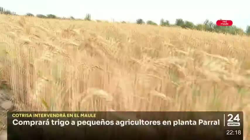 Cotrisa comprará trigo a pegueños productores