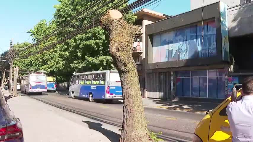 Talan árboles en centro de Concepción