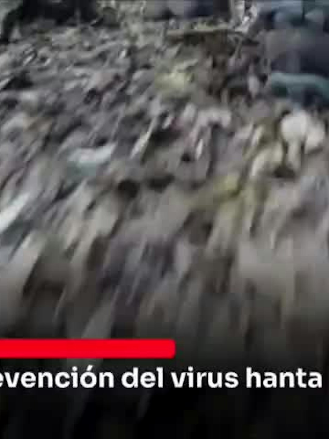 Refuerzan prevención del virus hanta