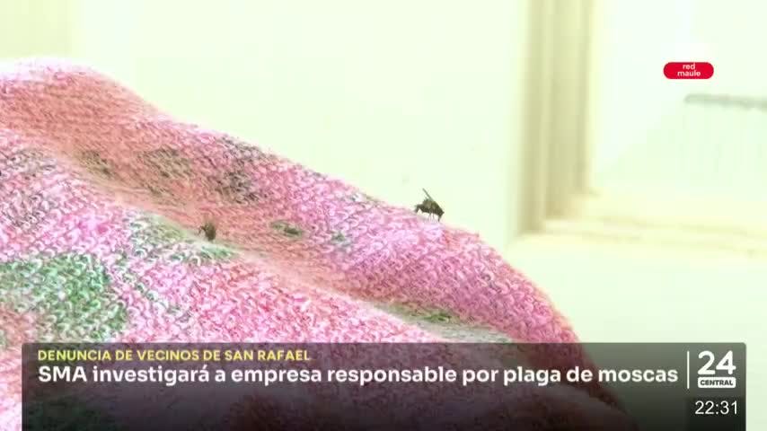 Ofician a Superintendencia de Medio Ambiente por plaga de moscas