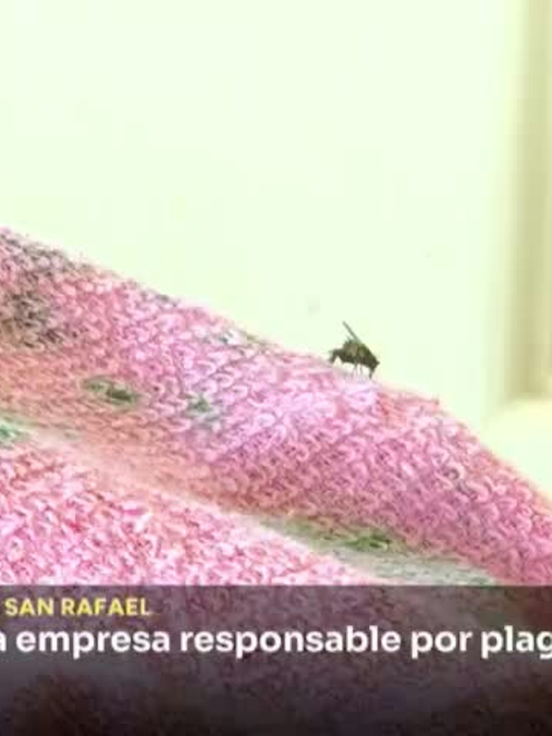 Ofician a Superintendencia de Medio Ambiente por plaga de moscas