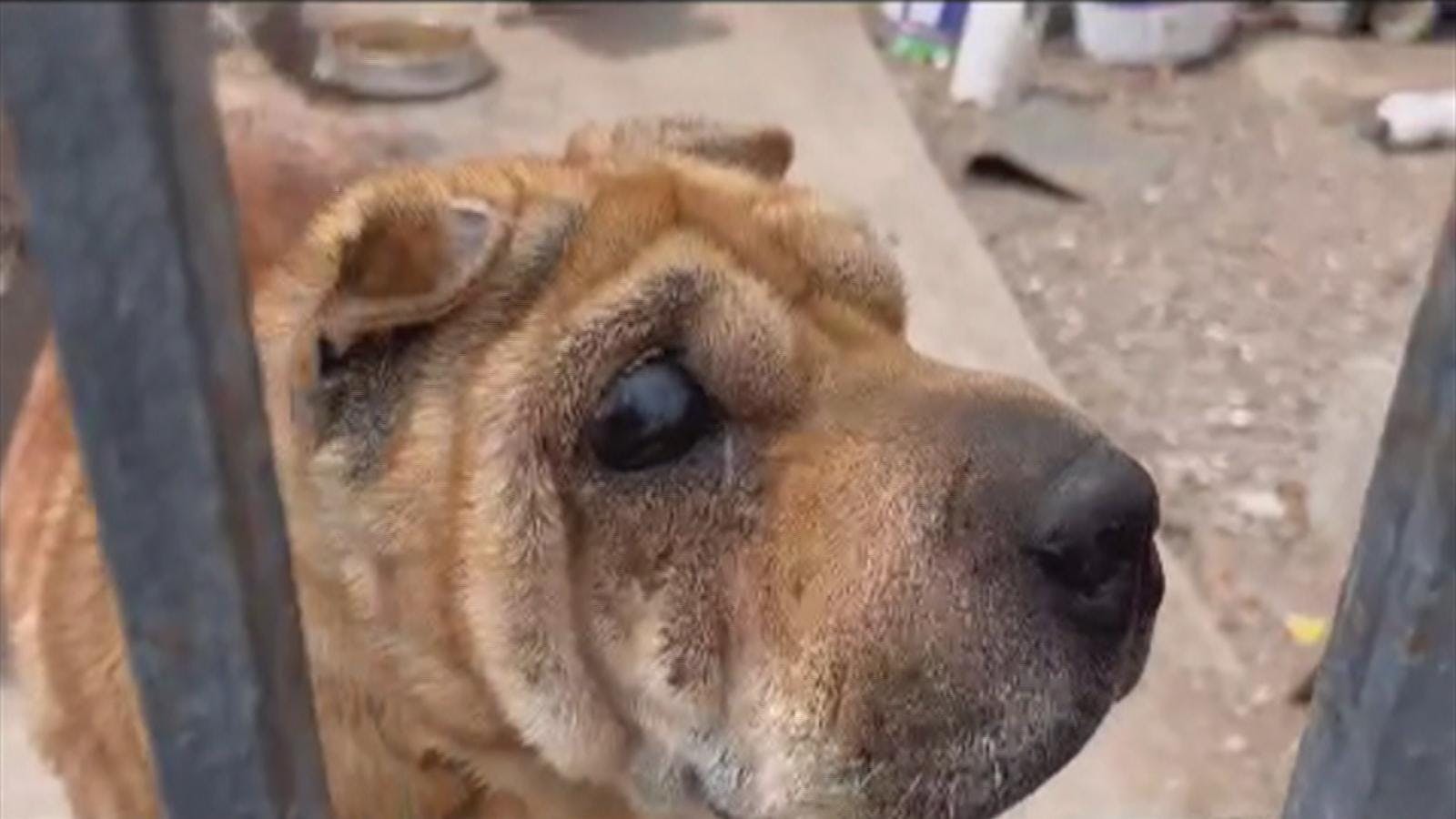Rescatan a perros tras denuncia por maltrato animal
