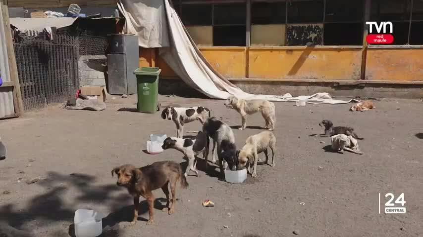 Más de 100 perros maltratados encuentran en refugio animal