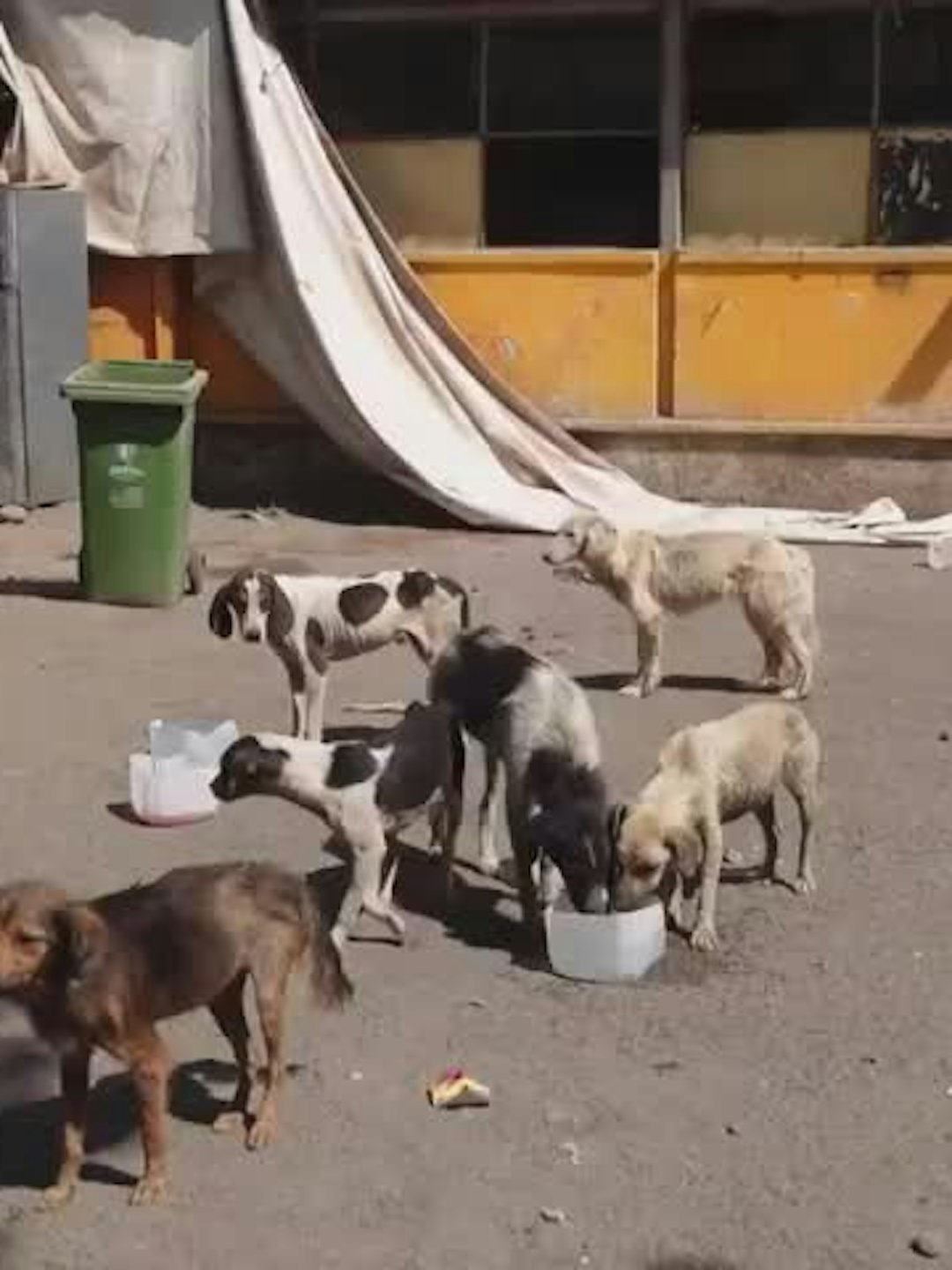 Más de 100 perros maltratados encuentran en refugio animal
