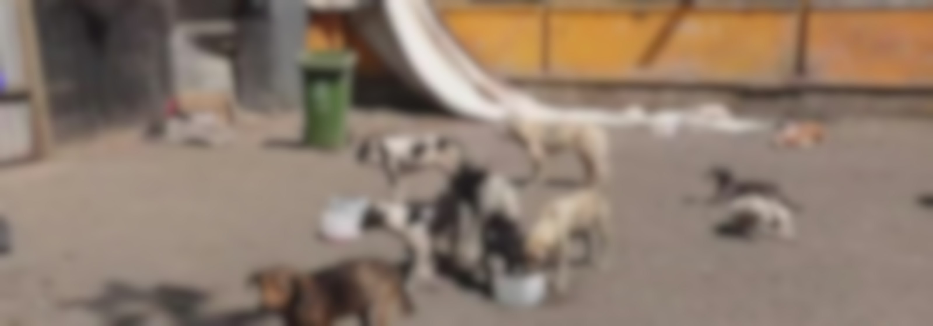 Más de 100 perros maltratados encuentran en refugio animal