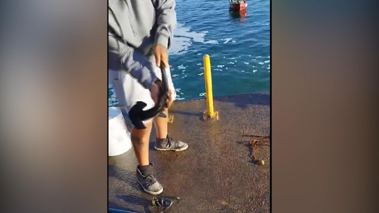 Presencia de tiburones martillo en costas antofagastinas alerta a expertos 