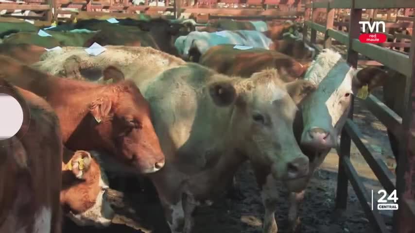 8,7% creció ganado rematado en feria durante enero