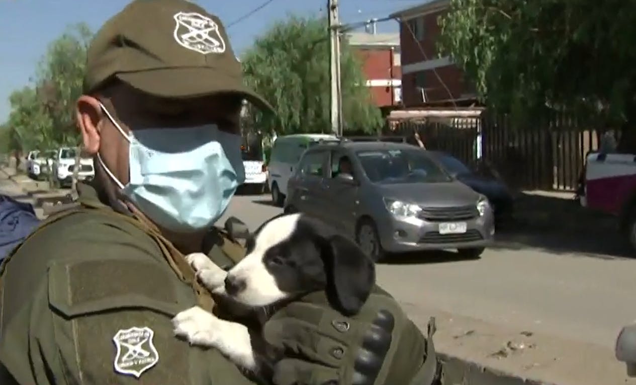 Rescatan a perritos desde la destrucción de rucos en Cerrillos 