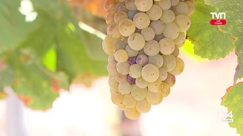 Valor de la cosecha de uva llegó a los $80 el kilo