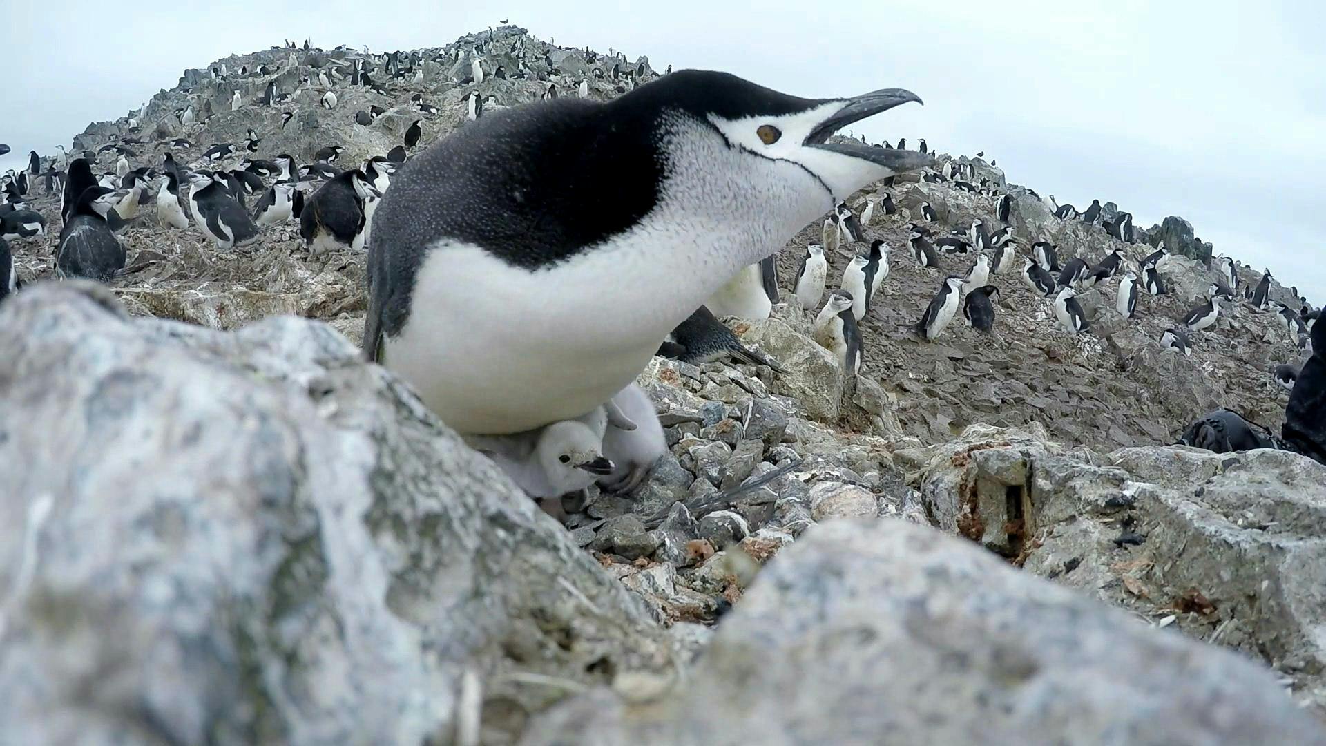 Gripe Aviar en la Antártica