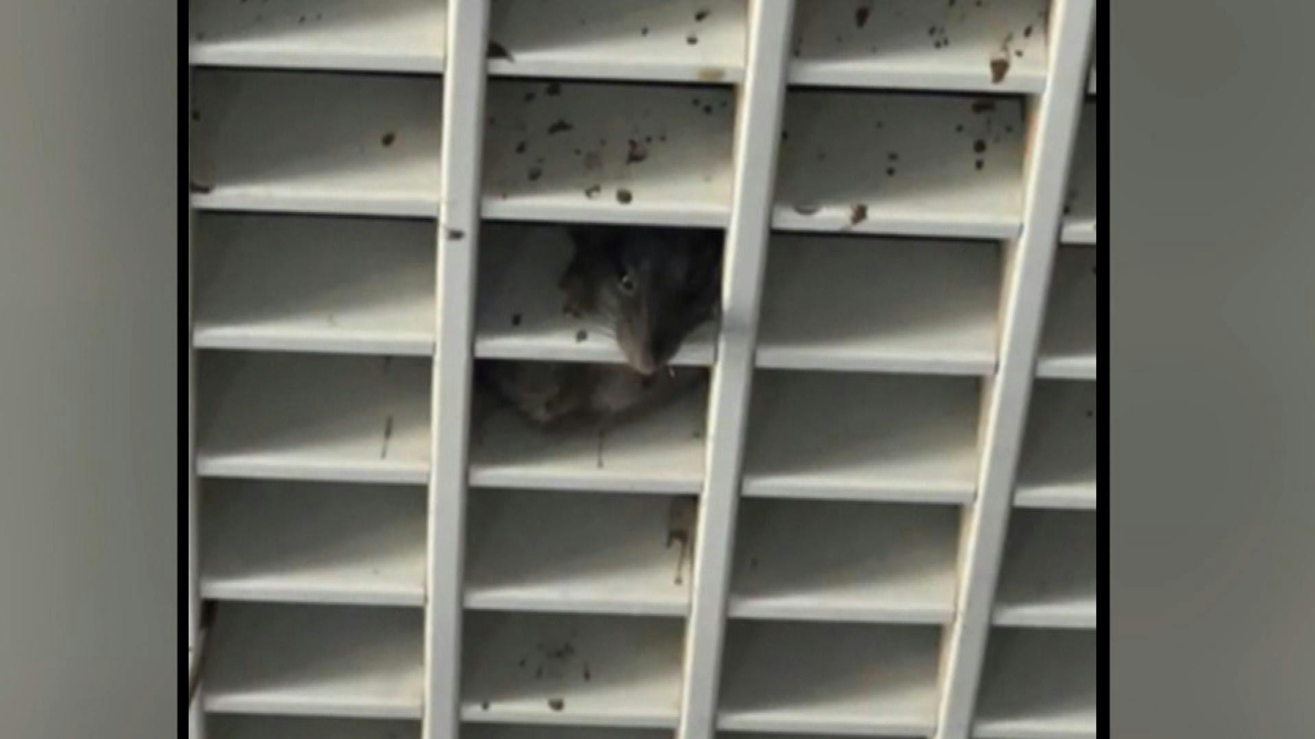 Video capta a un ratón al interior del Hospital Gustavo Fricke de Viña del Mar