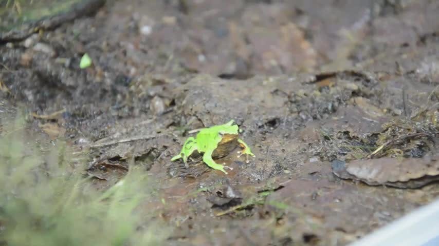 Al rescate de la ranita de Darwin