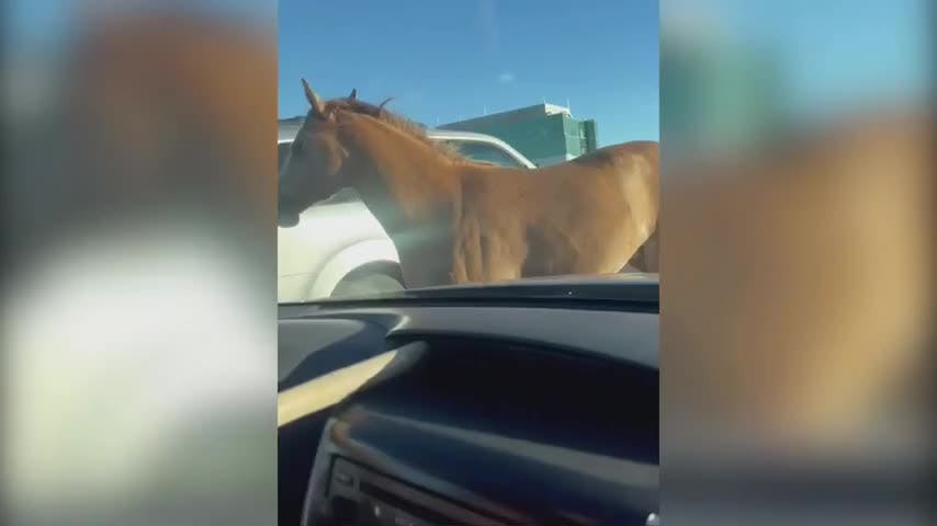 Caballo circuló libre por Avenida Alessandri