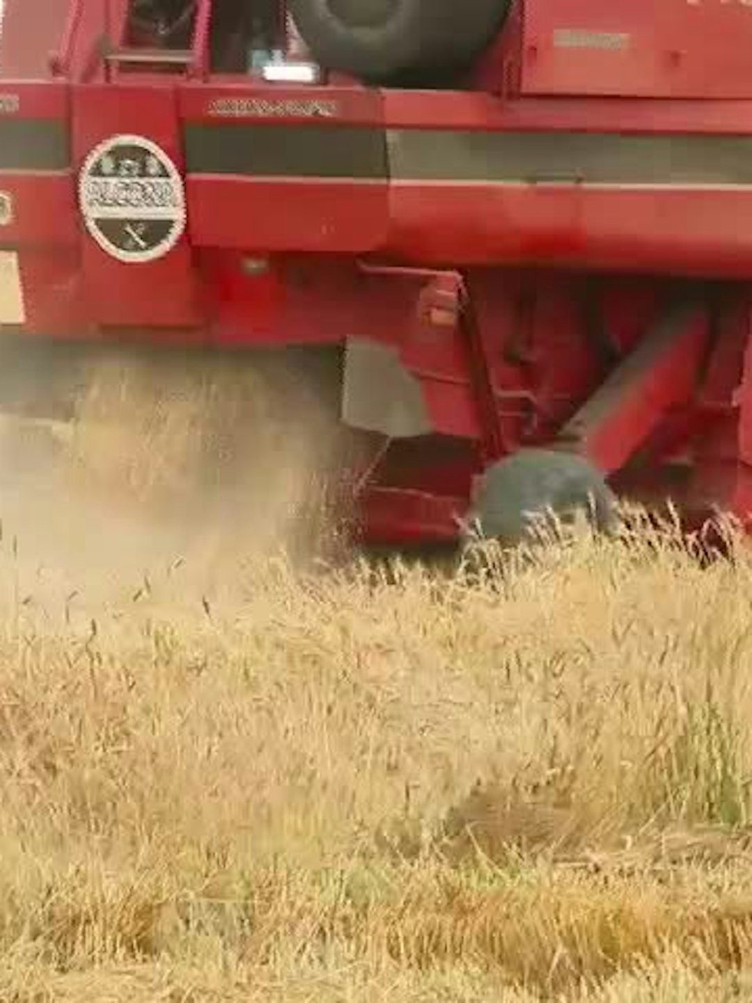 Productores de trigo descartan incidencia en precio del pan