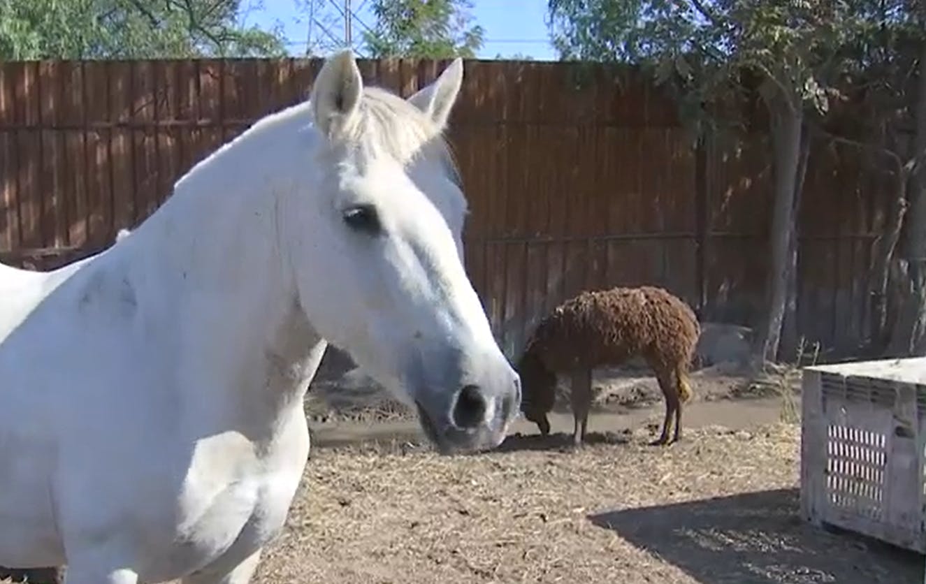 Encontramos animales en el corral de autos fiscalizados 