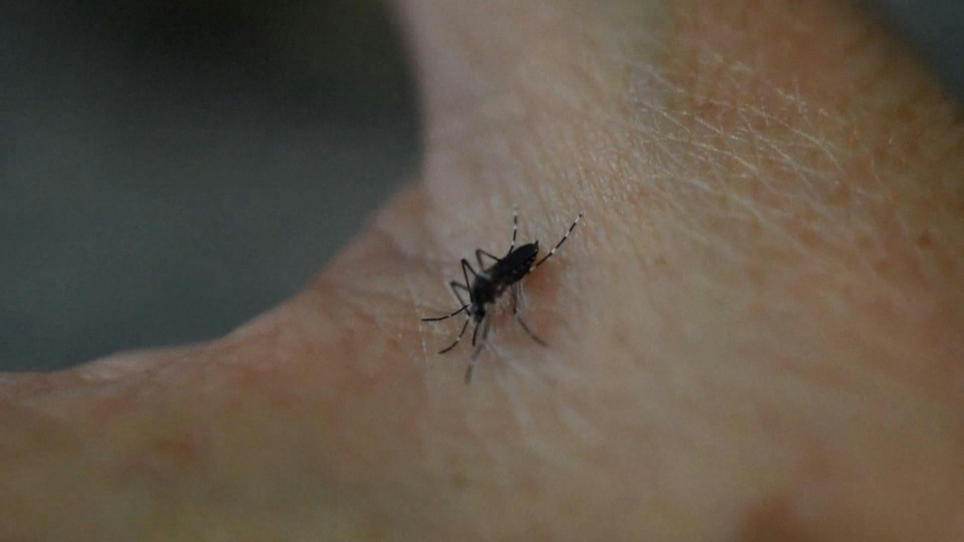 Autoridades llaman a la precaución ante aumento de casos de dengue en Rapa Nui