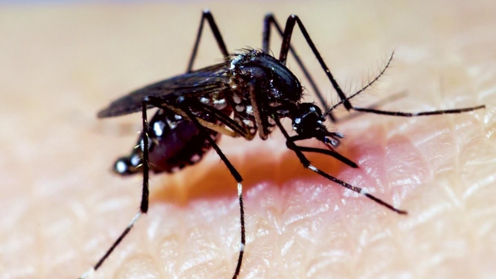 Mayor presencia del mosquito del dengue en Chile: Hay una influencia del cambio climático