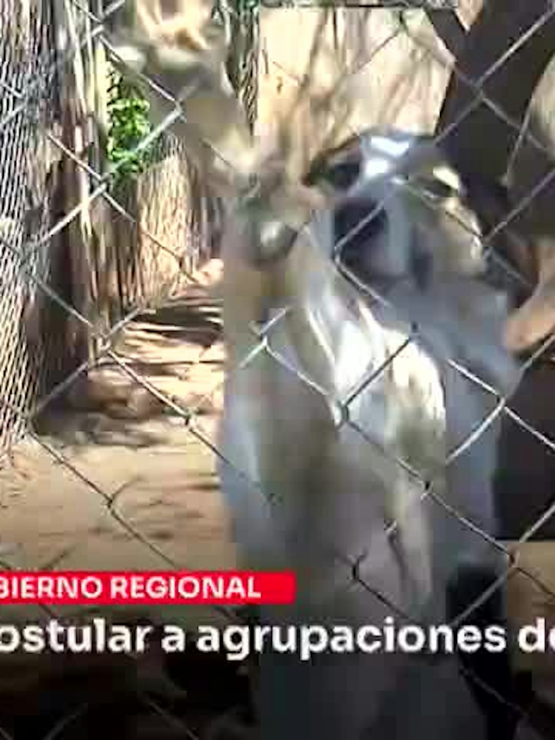 Convocan a postular a agrupaciones de animales