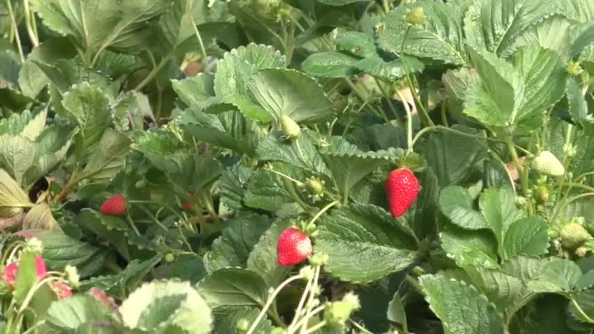 Frutilleros de Santa Juana sufren pérdidas millonarias