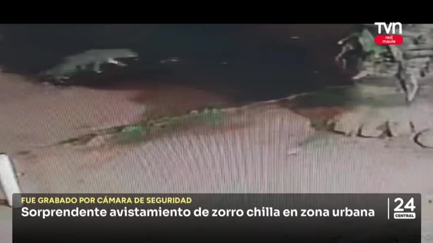 Sorprendente avistamiento en céntricas calles de Talca