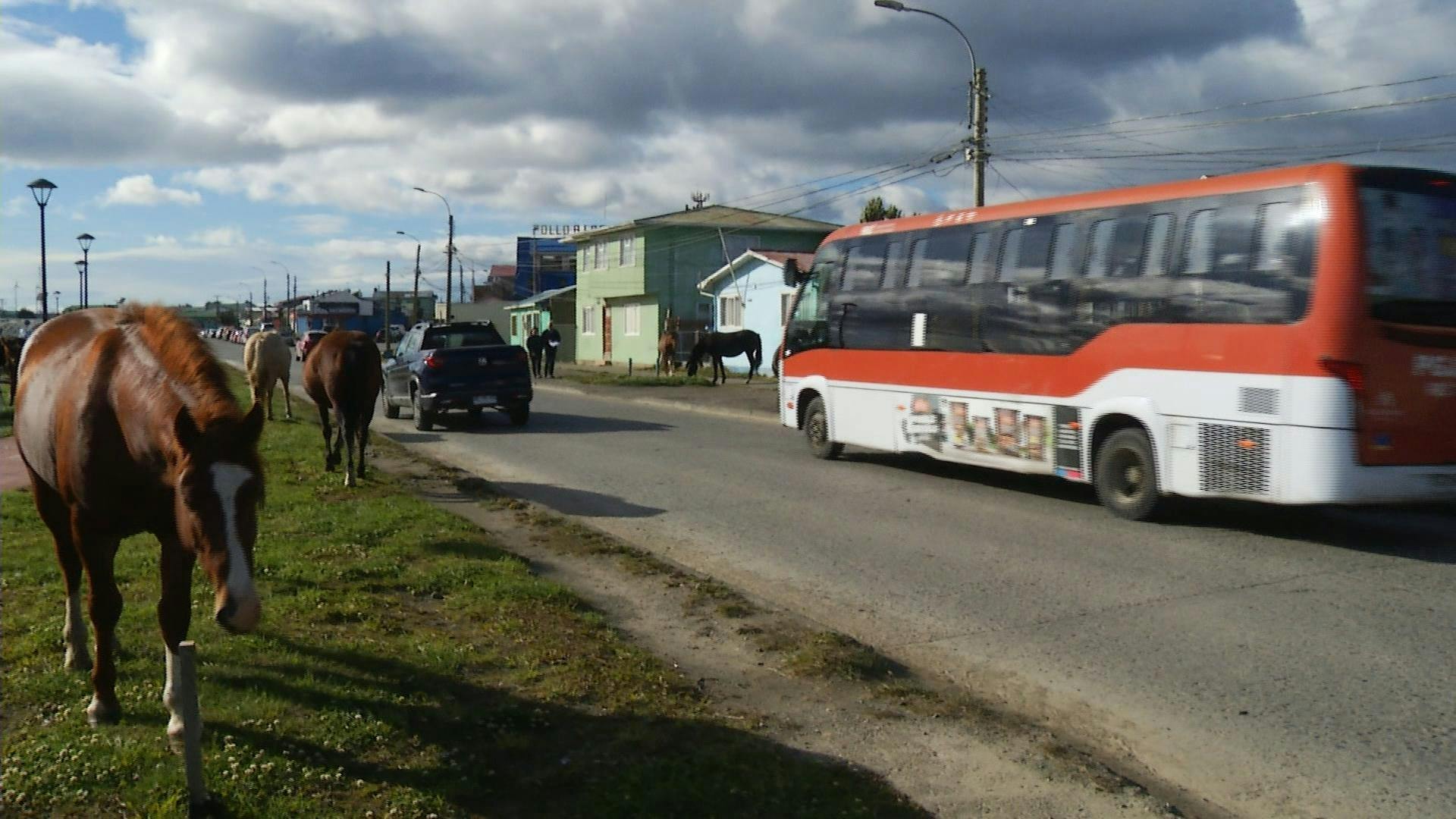 Caballos en la vía pública