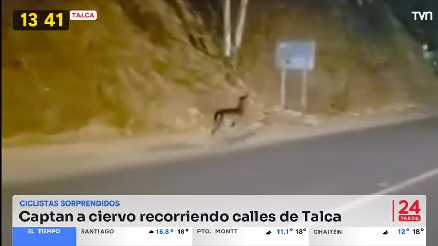 Inédita aparición de ciervo gamo en Cerro La Virgen