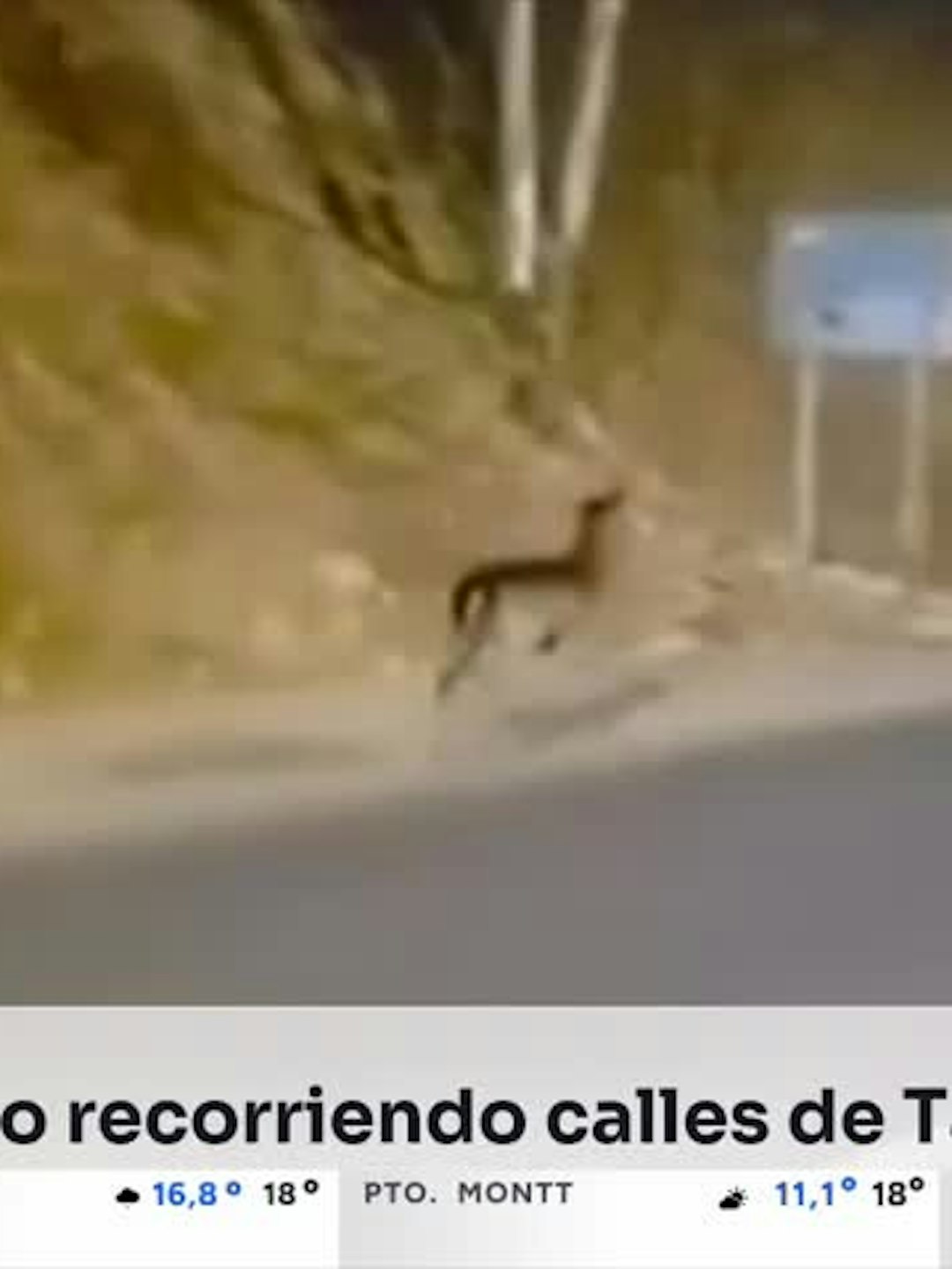 Inédita aparición de ciervo gamo en Cerro La Virgen