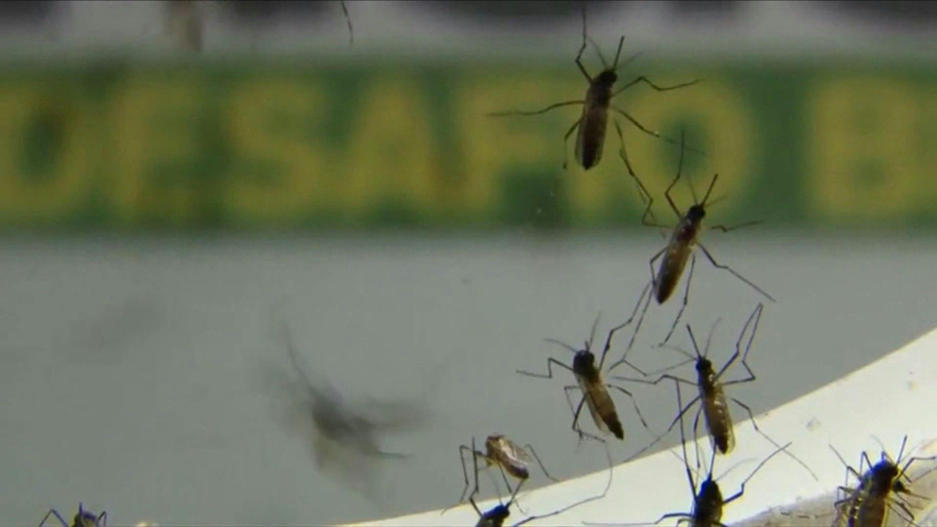 Detectan larva del mosquito del dengue en trampa ubicada en Los Andes
