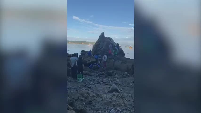 Zifio varó en Caleta Tumbes de Talcahuano: medía 3 metros de largo