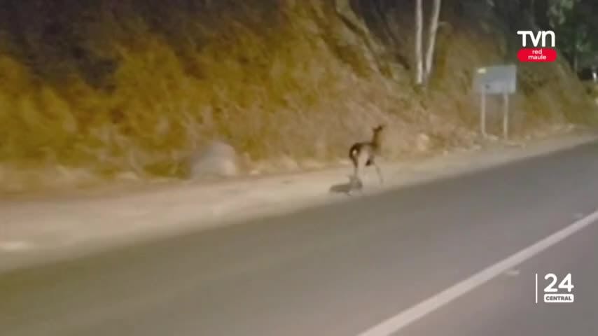 ¿Qué hacía ahí? Ciervo es visto en Talca